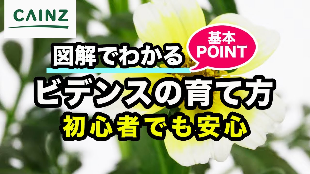 ビデンスの育て方（別名：ウィンターコスモス）カインズ花図鑑