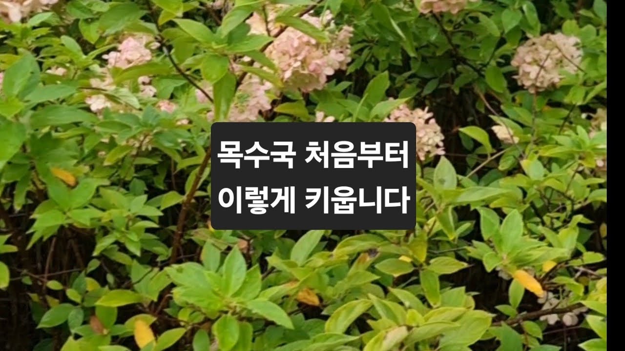 목수국, 처음 심고 키우는 전 과정 정리