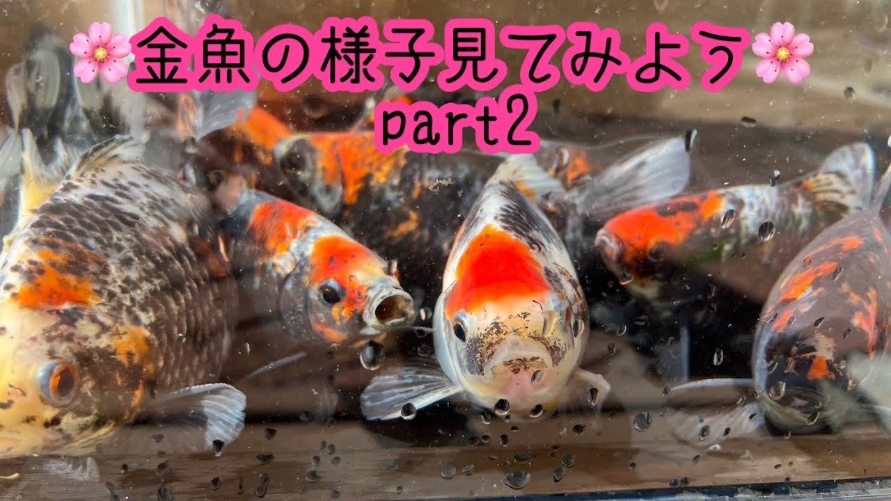 金魚の様子見てみようpart２