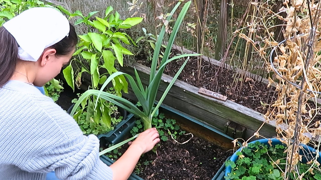 Fall Garden Cleanup & Winter Prep | Harvest, Planting & Greenhouse Update