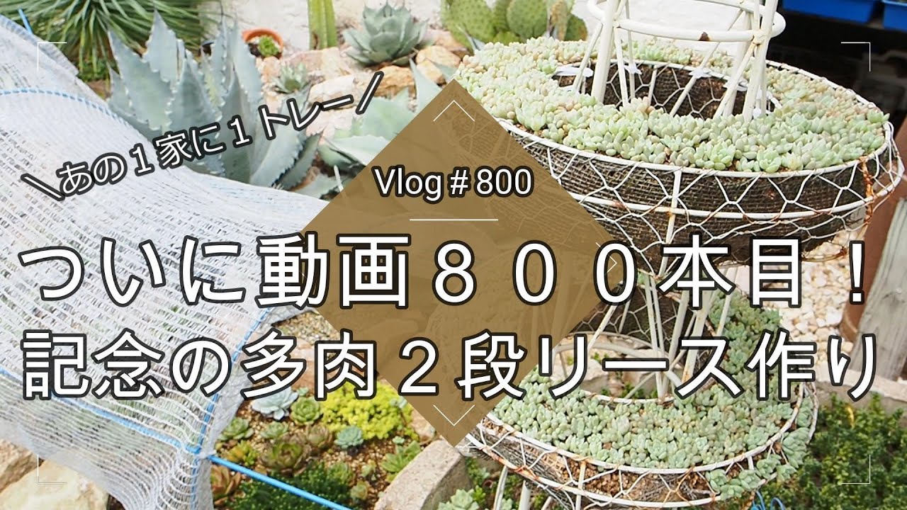 【Vlog800】【多肉植物】いよいよ秋スタート！ついに動画８００本目！記念の多肉２段リース作り【あの１家に１トレー多肉】