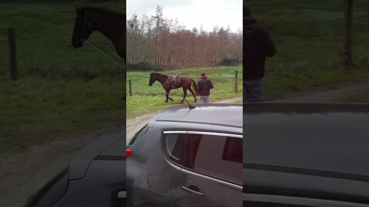 #hoursereadytogo #beautifulanimal