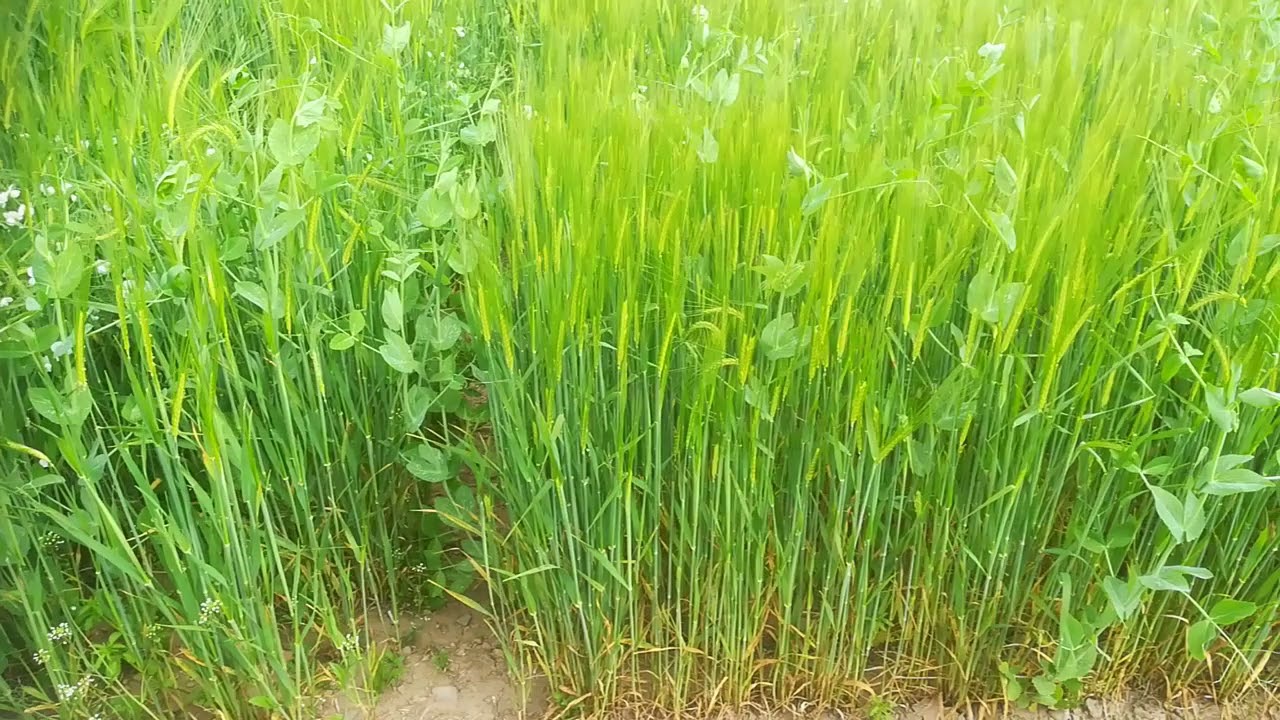 Intercropping with barley to support winter pea production in Scotland