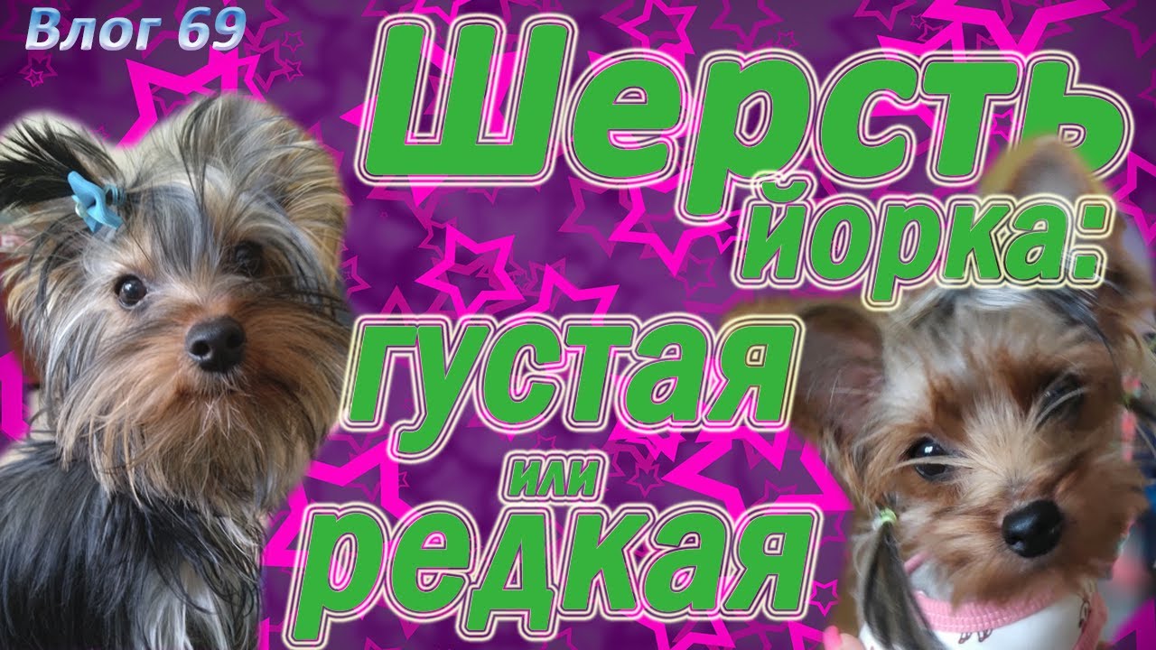Редкая или густая шерсть у йорка. Проблемы с шерстью.
