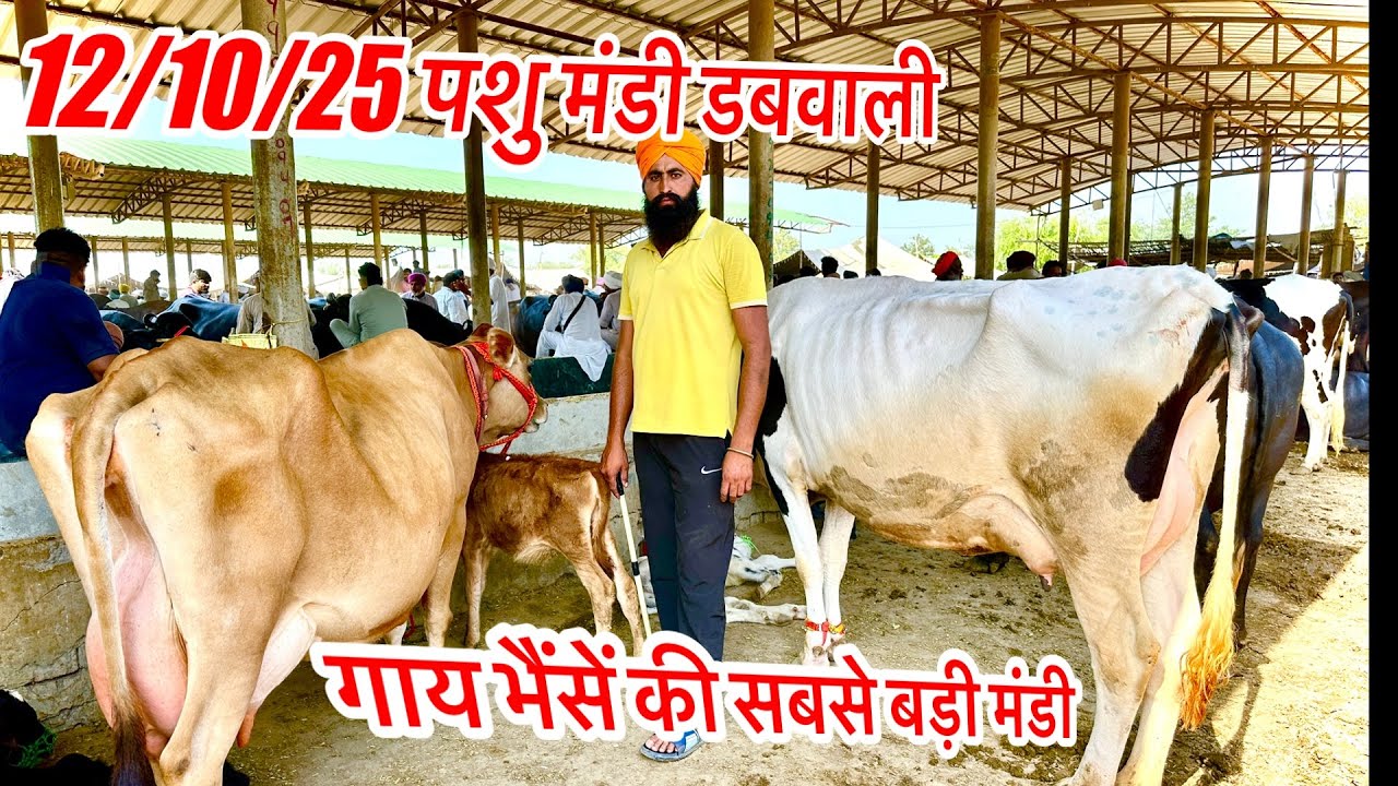 12/10/25 पशु मंडी डबवाली हरियाणा पंजाब की सबसे बड़ी गाय भैंसें की मंडी @parveenmurrahfarm 