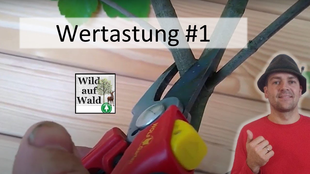🌲Die Wertastung #1: Allgemeines, Schnittführung und Werkzeuge