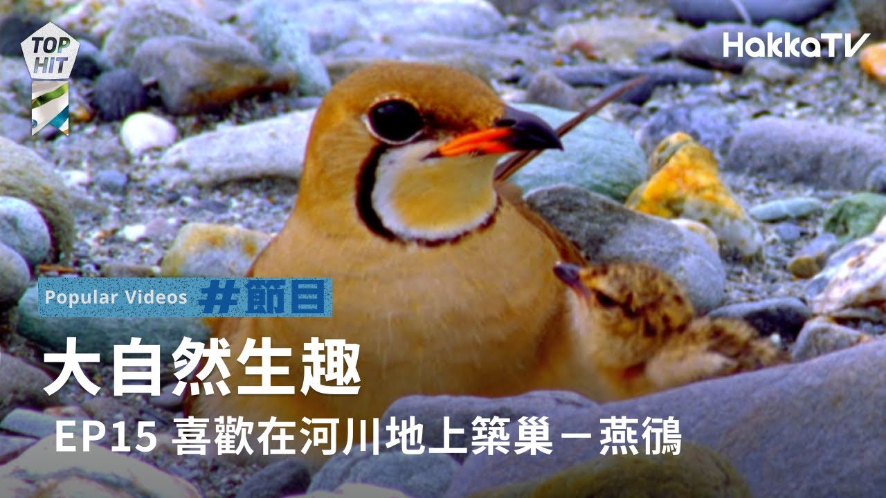 《大自然生趣》 EP15：喜歡在河川地上築巢─燕鴴