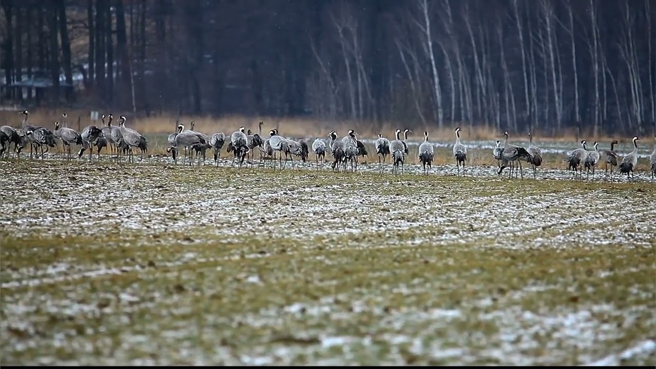 Żuraw - GrusGrus #żuraw #grus 