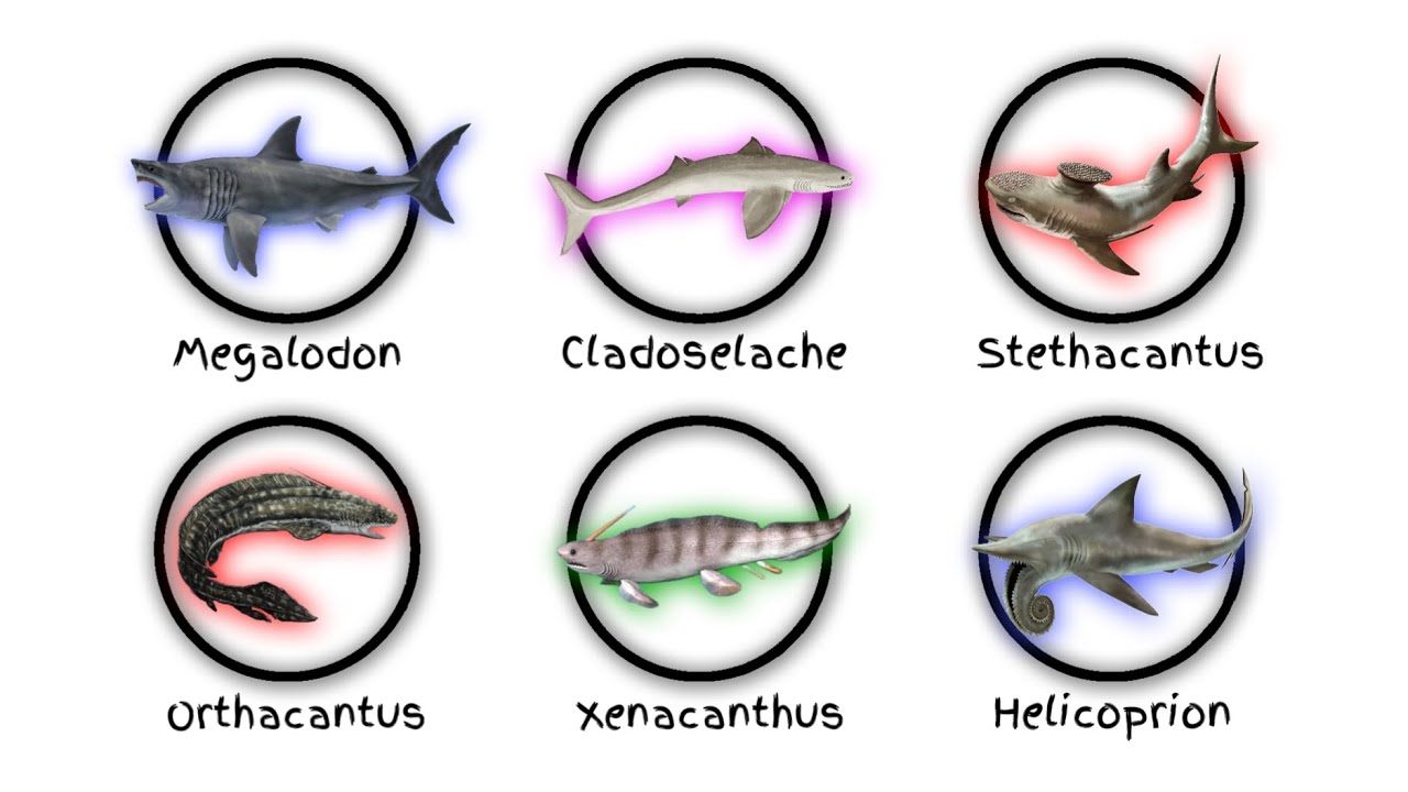 Every extinct shark species EXPLAINED in 4 Minutes.
