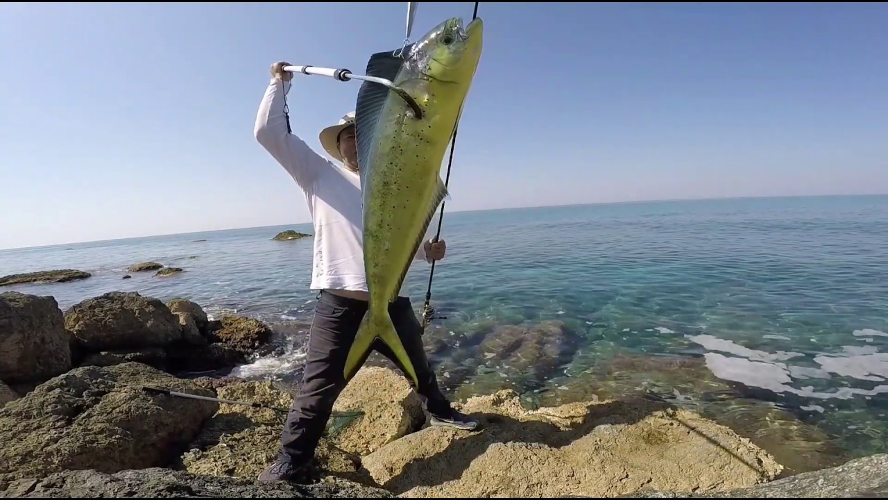 Spinning mahi mahi dorado fish