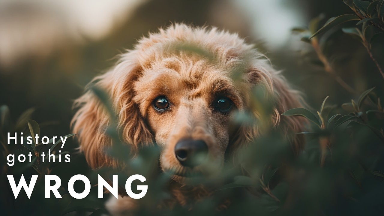 The Poodle Conspiracy: The World’s Most Misunderstood Working Dog