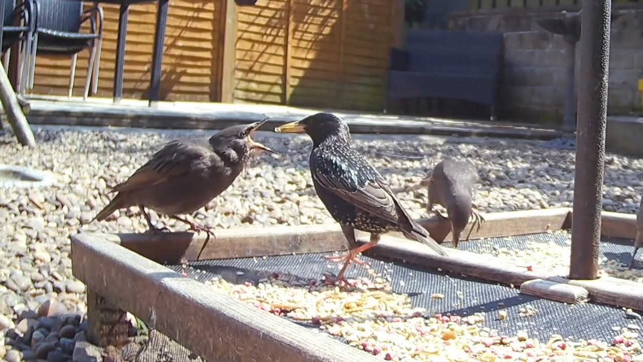 ICYMI - Final fledgling recap for 2023, what a fabulous nesting season we have had ❤️