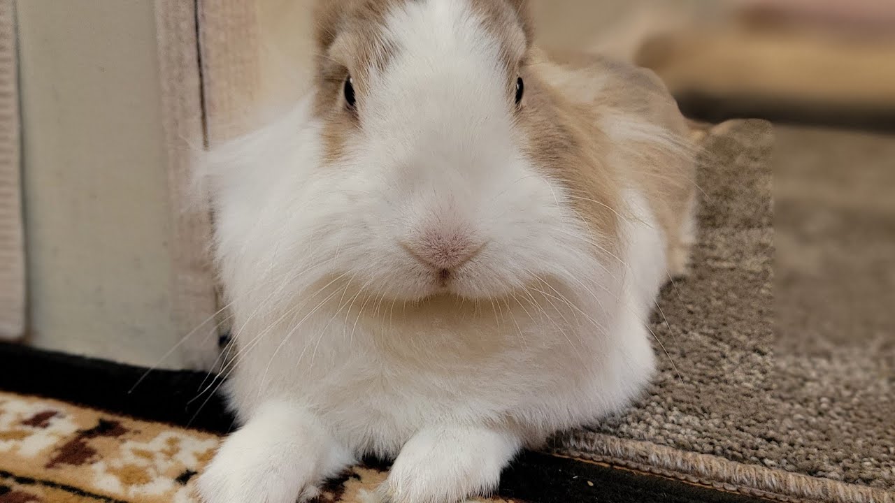 Bunny mofu is live! 6 FEB 2026 #可愛い #かわいい #bunny #rabbit #cute #ふわふわ #うさぎ #relaxing #動物 #viralvideo