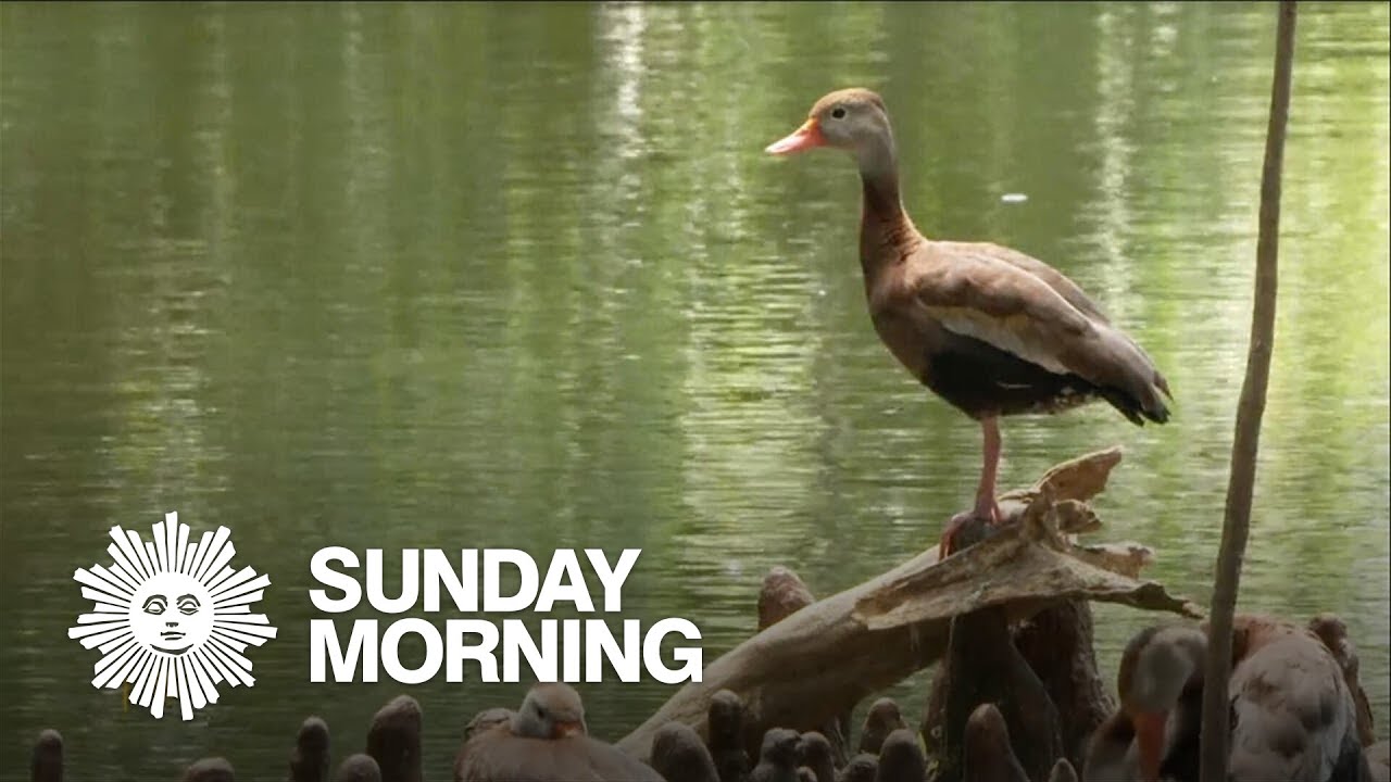 Nature: Black-bellied whistling ducks in New Orleans