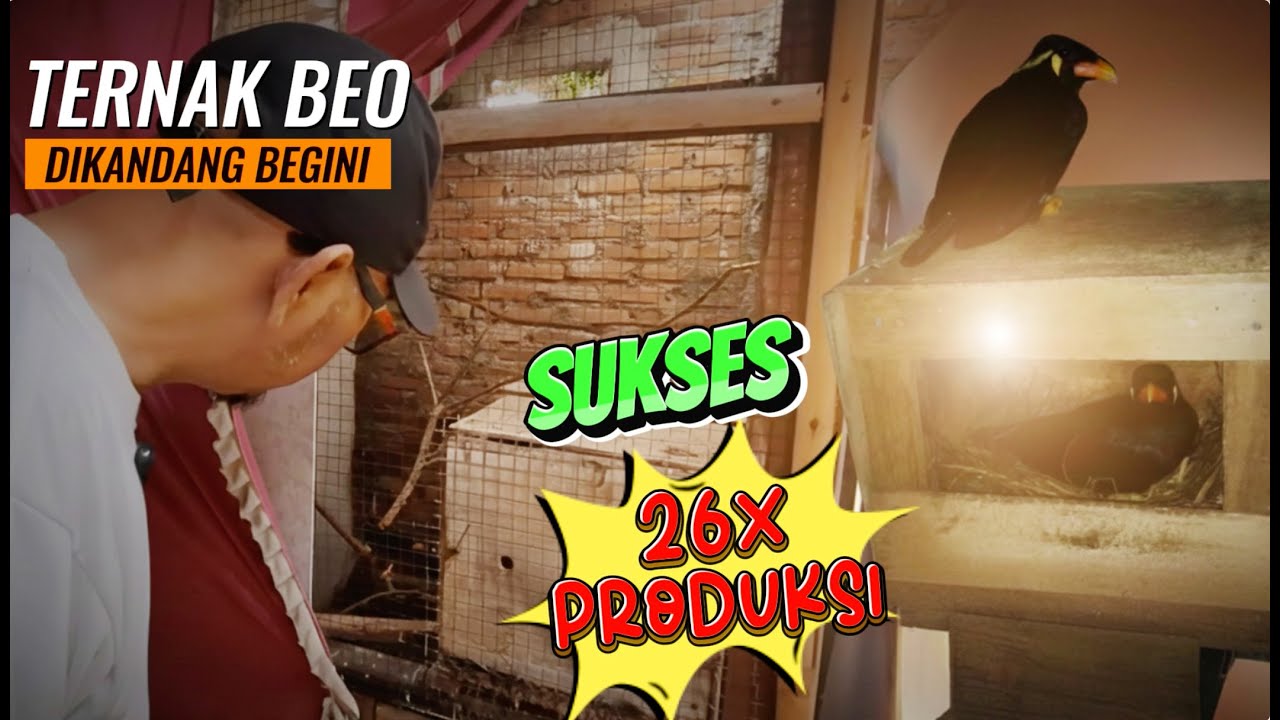 MODAL IKHLAS & YAKIN AKHIRNYA SUKSES TERNAK BEO DIKANDANG KECIL - SEPASANG BISA 26X PRODUKSI