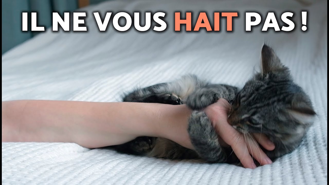Morsures d'amour ? La VRAIE raison pour laquelle les chats MORDILLENT gentiment 🛑🐈 (Que faire ?)