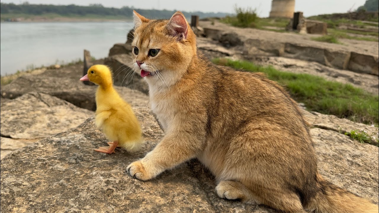 The kitten takes the duckling to see the big world outside, the cute kitten is the duckling's mother