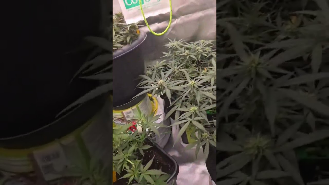 #420 #weed #grow #thc #bananakush #utd #growdiary #fast #seeds #harvest