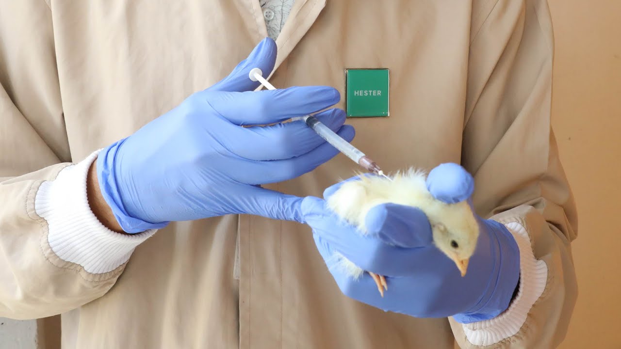 Marek’s Disease in poultry - vaccination preparation and administration method
