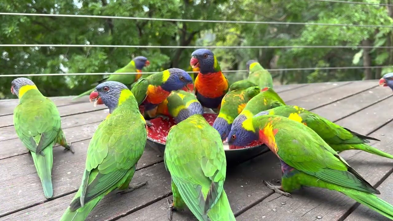 Good Morning Rainbow 🌈 Lorikeets 🐦