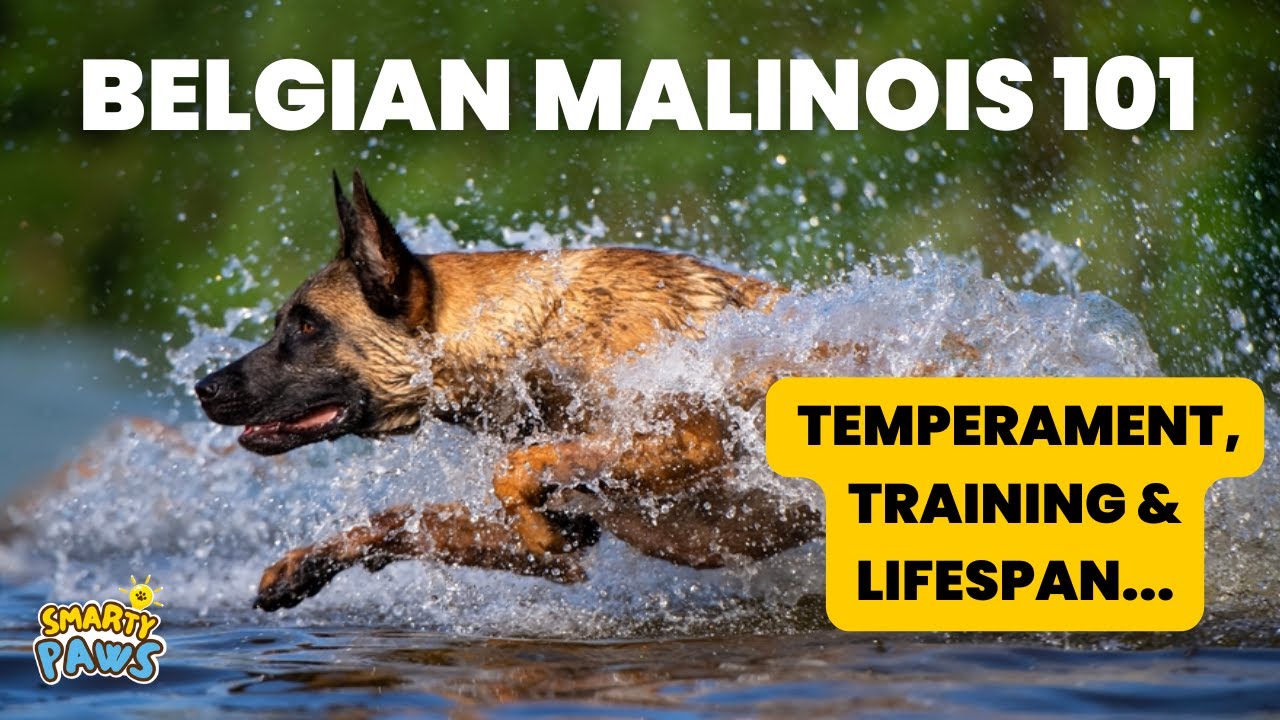 Belgian Malinois: Complete Guide for New Owners
