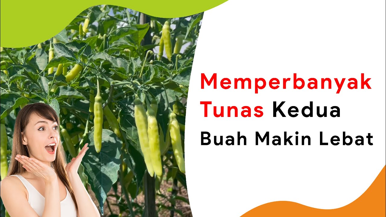 Memperbanyak Tunas Baru Sehabis Petik Cabe