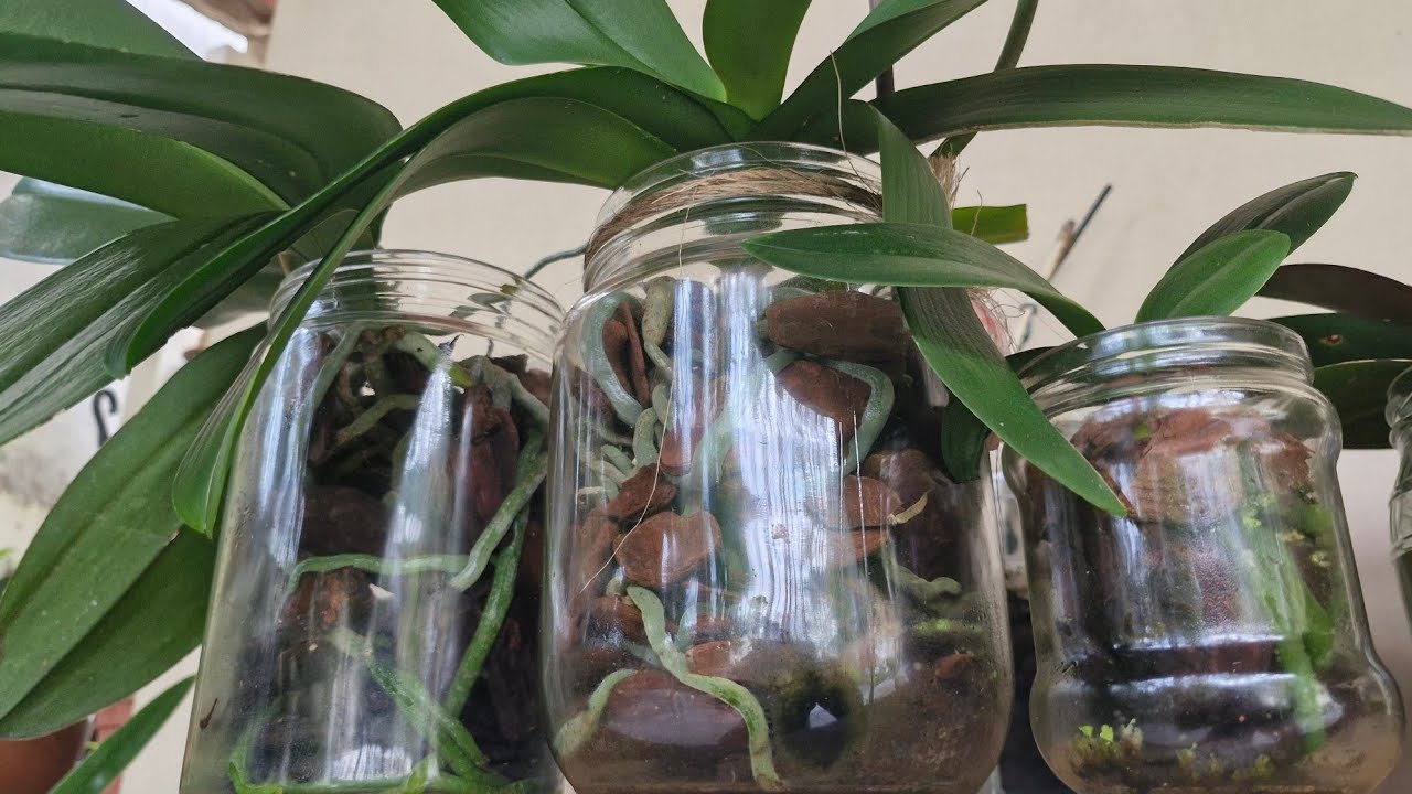 PORQUE CASCA DE PINOS POLIDA NO CULTIVO DE ORQUÍDEAS PHALAENOPSIS NO VIDRO