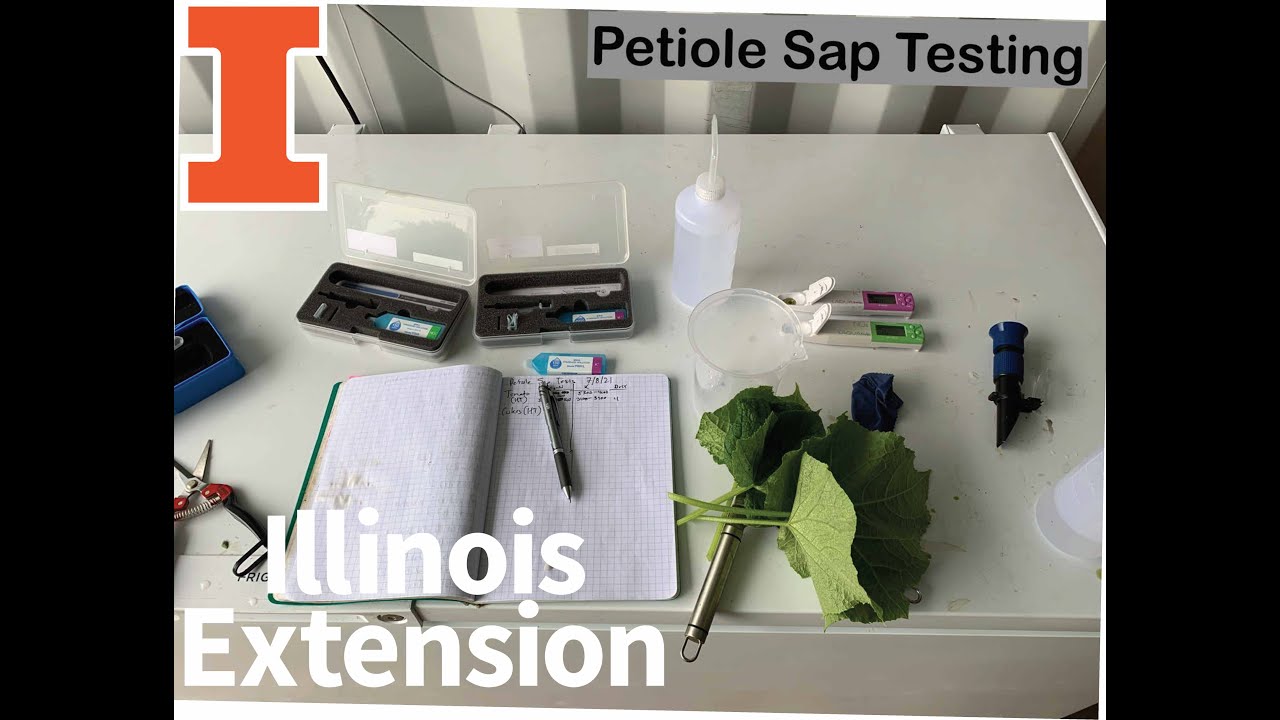 Petiole Sap Testing