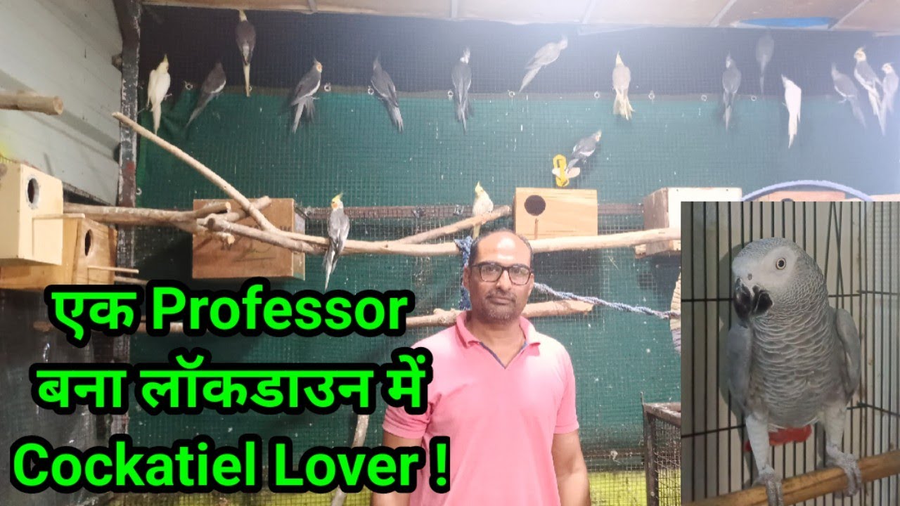Cockatiel Open Aviary in Baroda | Ek tha Professor ! Ab hai Bird Lover !