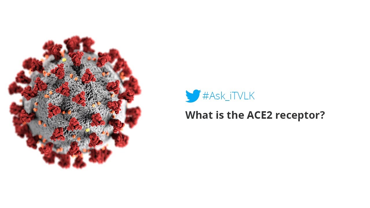 What is the ACE2 receptor? | #Ask_iTVLK