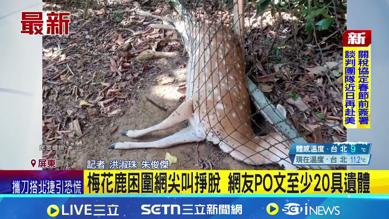 梅花鹿困圍網尖叫掙脫 網友PO文至少20具遺體｜三立新聞網 SETN.com