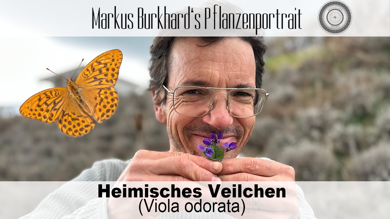 Heimisches Veilchen - bet&ouml;render Duft, ESSBAR, WICHTIG f&uuml;r Schmetterlinge