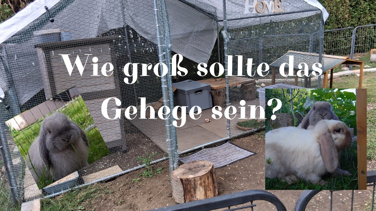 So viel Platz brauchen Kaninchen! 🤔🐇💕/Kaninchenliebe