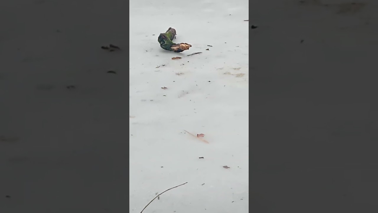 Tata a befagyott cseke  tó