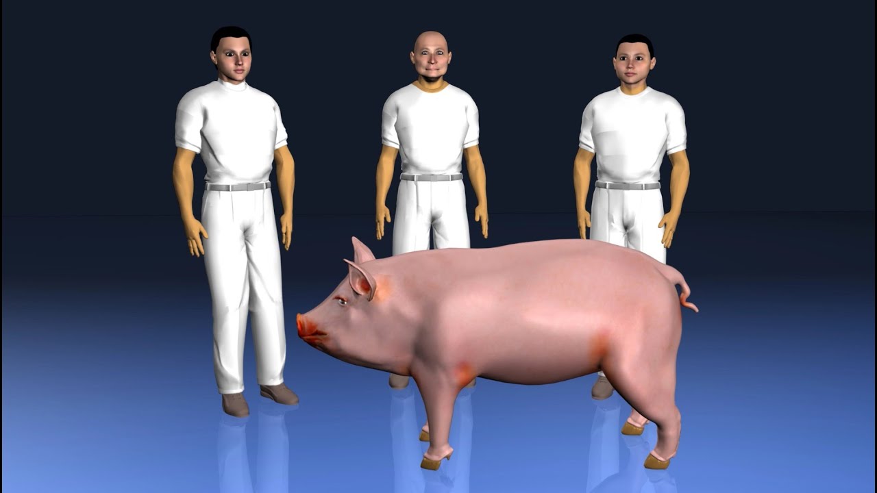 A new strain of swine flu virus G4 EA H1N1 found in humans in China