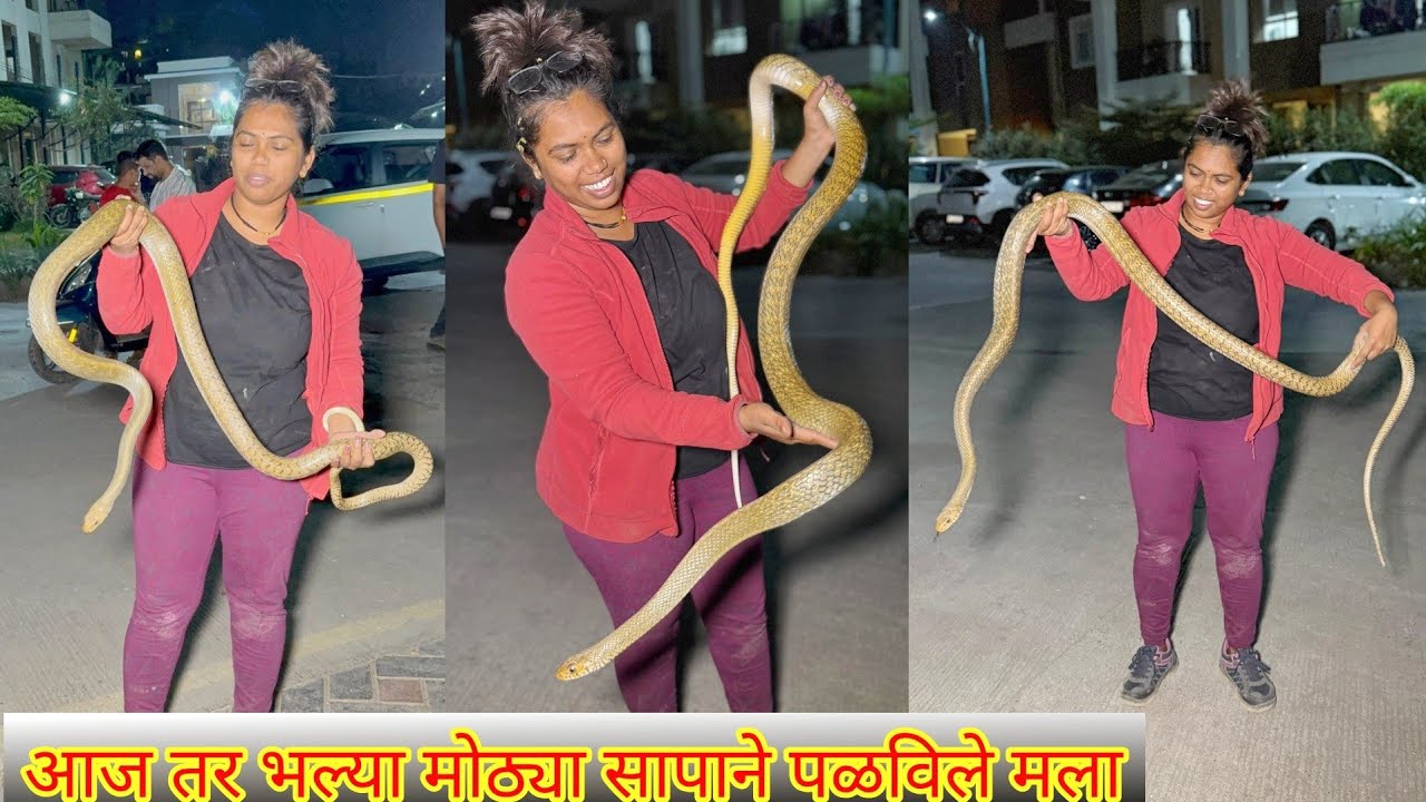 😱😀बापरे धामण सापाने किती पळविले मला पाहा आज😅😳 Indian Rat Snake Rescue Operation 🐍