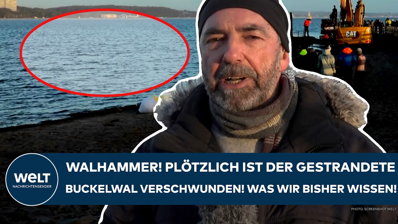 TIMMENDORFER STRAND: Walhammer! Pl&ouml;tzlich ist der gestrandete Buckelwal verschwunden! Was wir wissen
