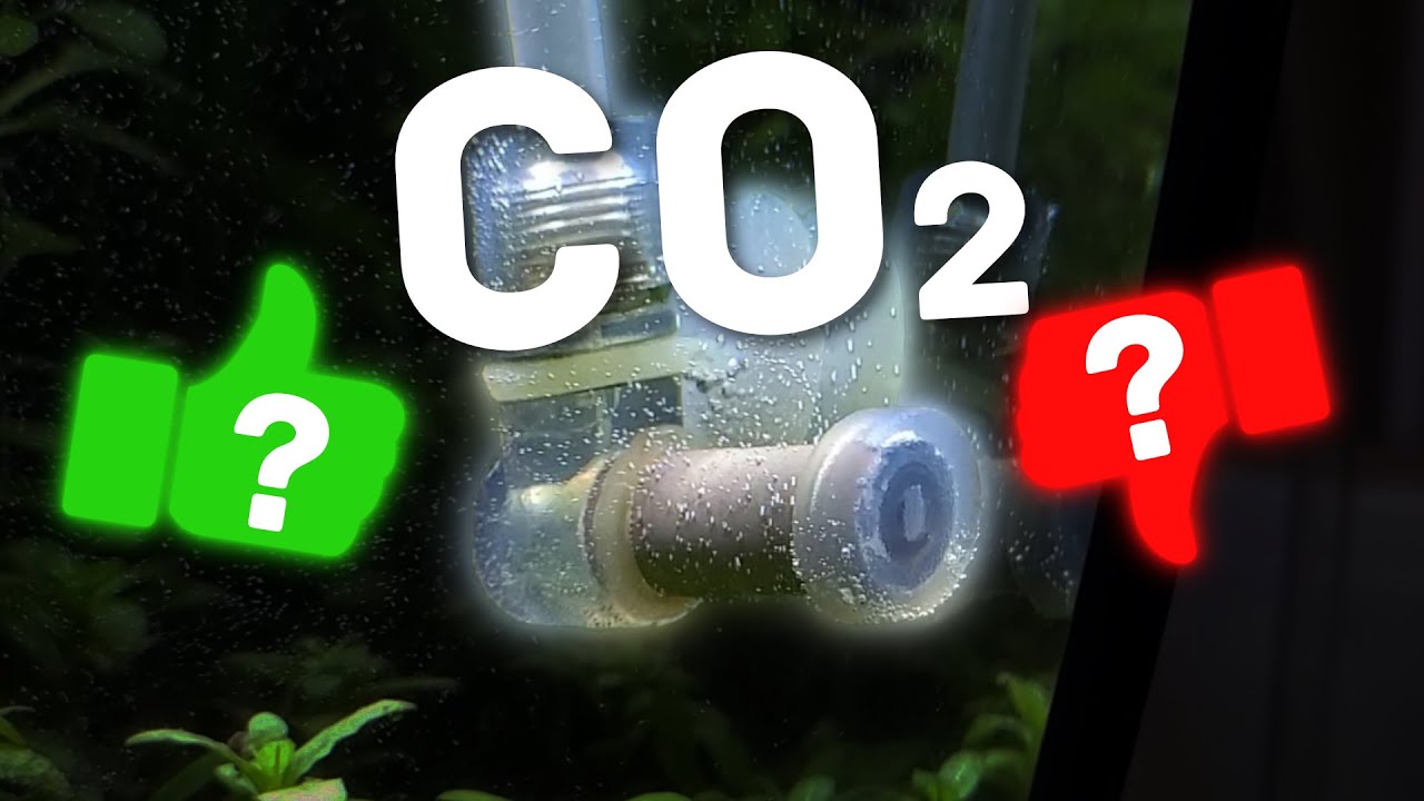 Is CO2 Essential for Thriving Aquarium Plants?🤔