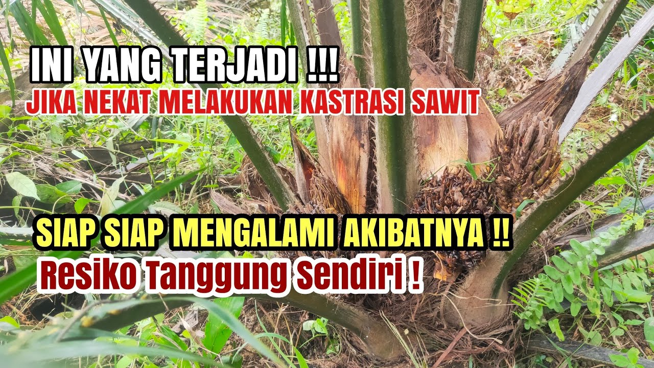 Ini Akibat Nekat Kastrasi Sawit!