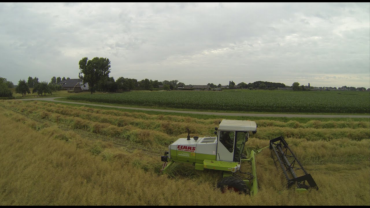 Raps Ernte| canola harvest | Claas |Maxi Swather | Swathing | Koolzaad maaien Claas Swather