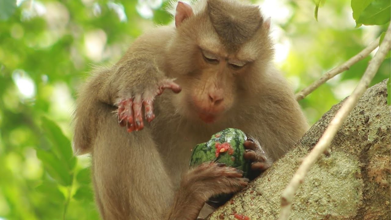 Akot Bring  Whole Water Melon Escape From Other  To Eat on The Treeon Apr18,2023/VS.1035. Ambers