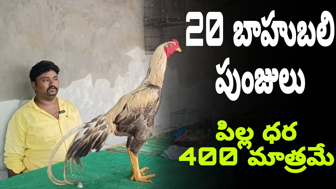 4–5 kg భారీ పుంజులు@S K N NELLORE 