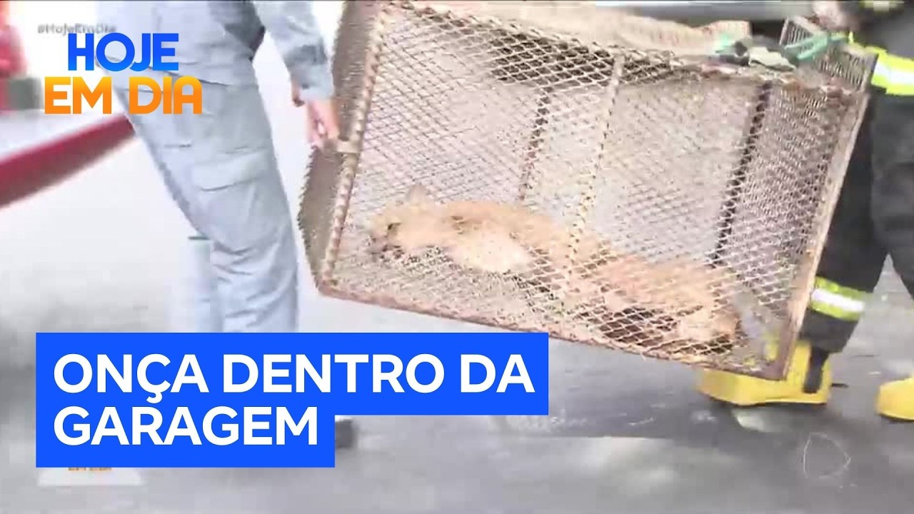 Onça parda surpreende morador dentro de garagem no interior de SP