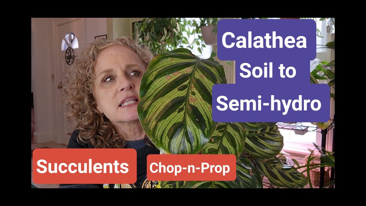 Calathea- From Soil to Semi-Hydro & Succulant Chopping & Propping