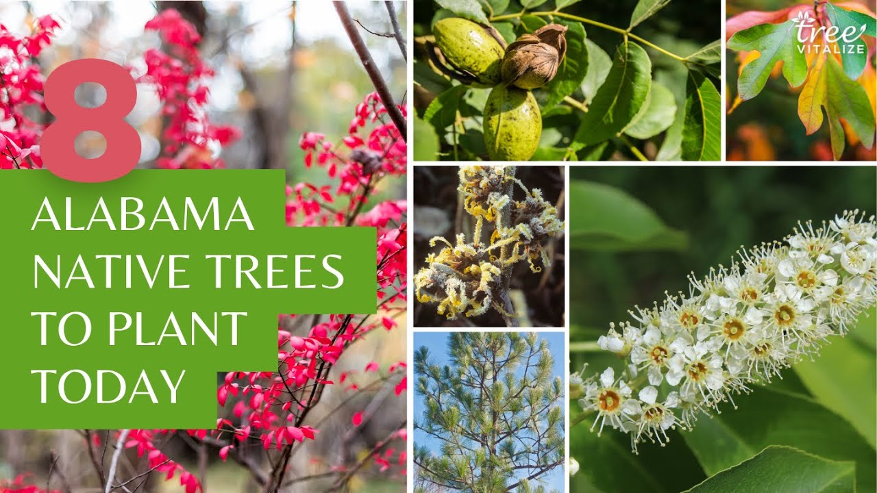 8 Alabama Native Trees to Plant Today