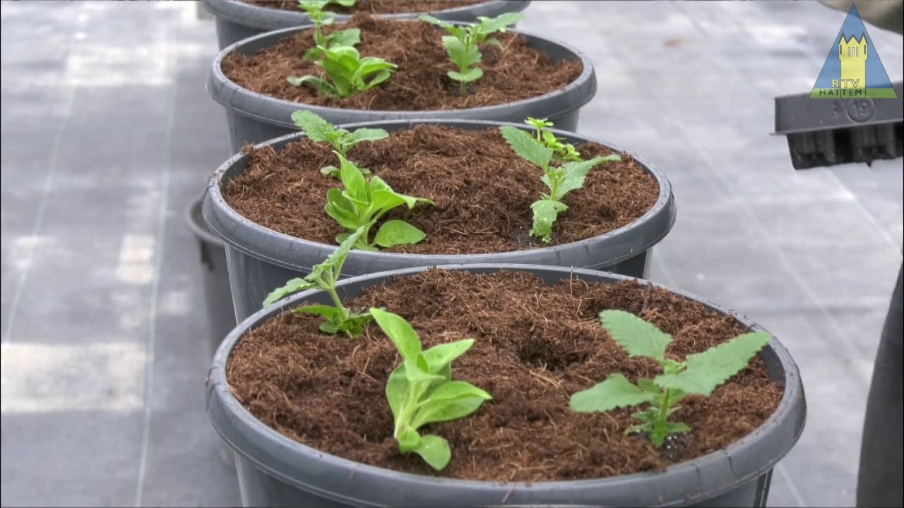 Van stekje tot bloeiende éénjarige plant