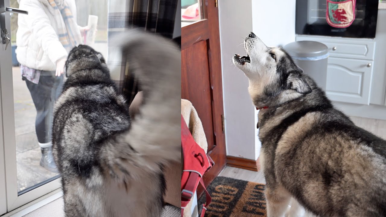 Husky Complains To Family Who Left Without Him!