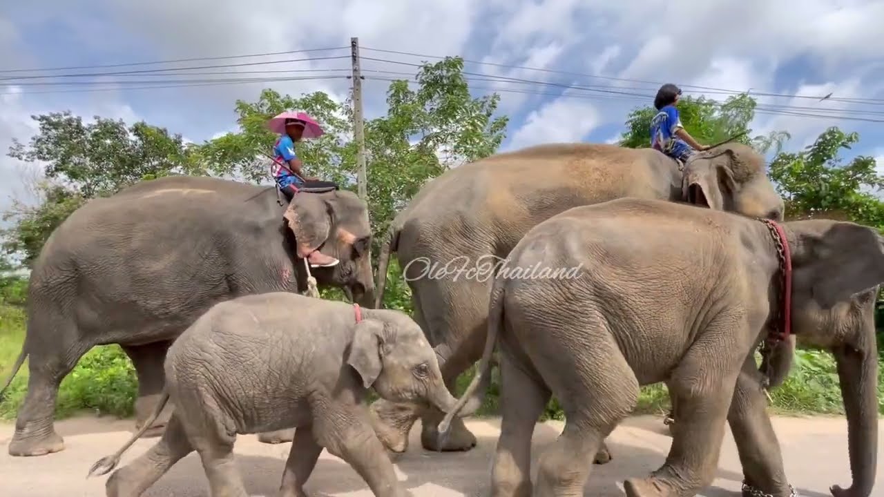 ตาน้อยออกจากโรงบาลแล้ว❗️ช้างผอมมาก❗️เด็กๆปิดเทอมมาช่วย❗️เห็นแล้วชื่นใจ