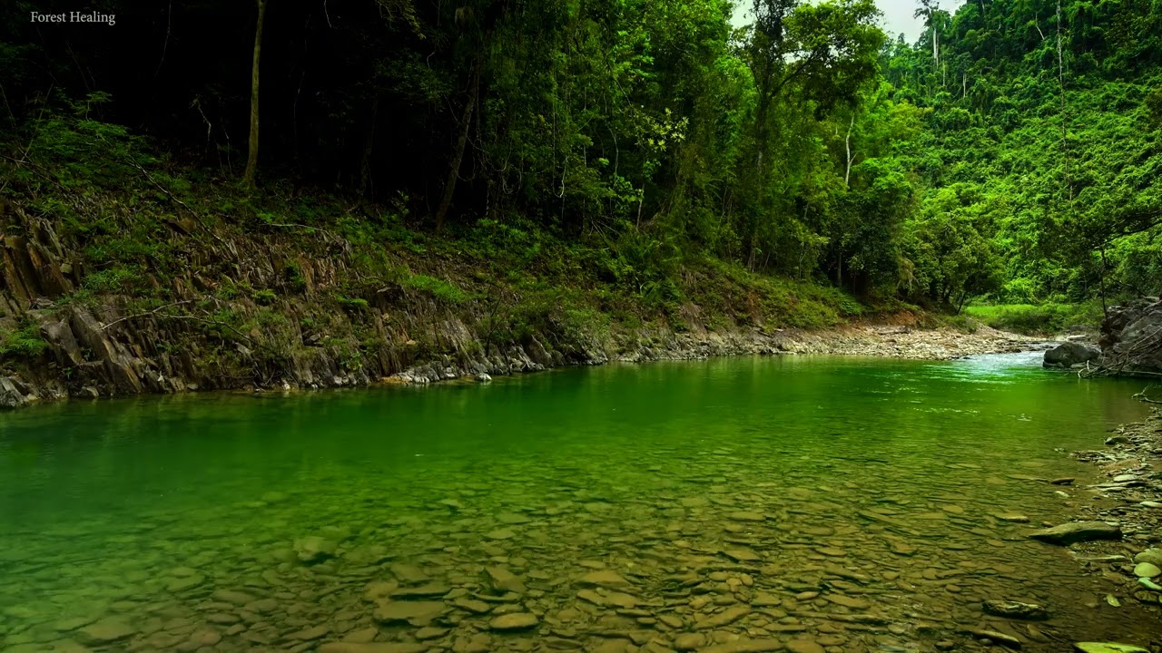 Wonderful sound of the river, little birds chirping. the babbling sound of the river. ASMR