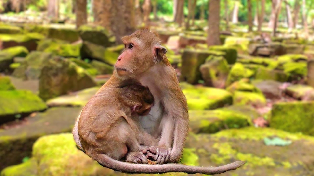 A Mother’s Embrace in the Heart of the Forest